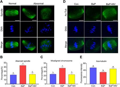 Mogroside V Alleviates Oocyte Meiotic Defects and Quality Deterioration in Benzo(a)pyrene-Exposed Mice